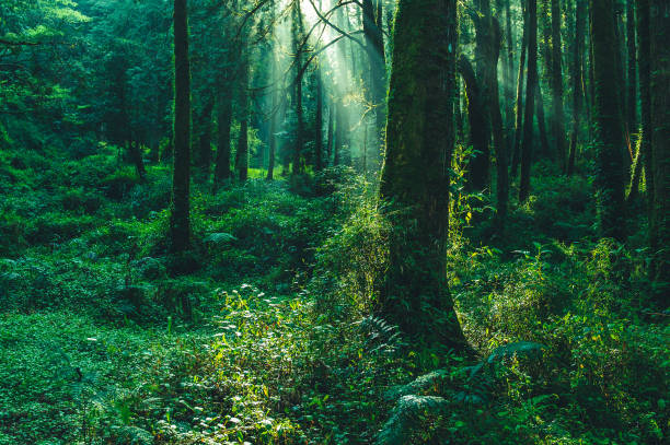 sun beams in the forest in ali mountain, taiwan Venus and Saturn in Pisces