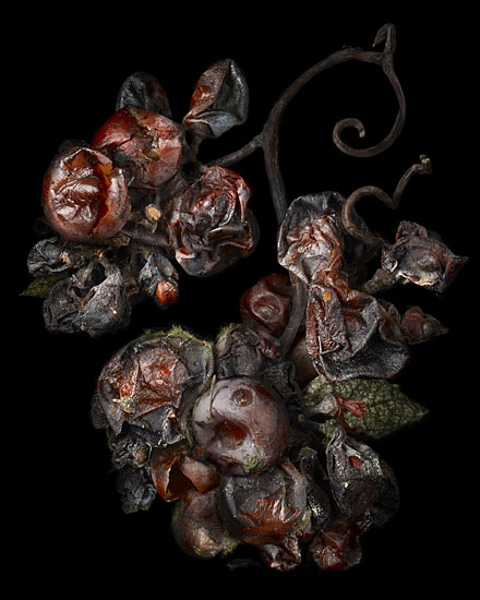 nobel_rot_16_peterlippmann Libra Full Moon April 2025